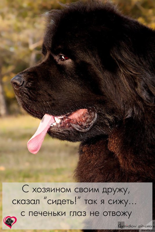 Фото: ньюфаундленд Влас (Vlas)