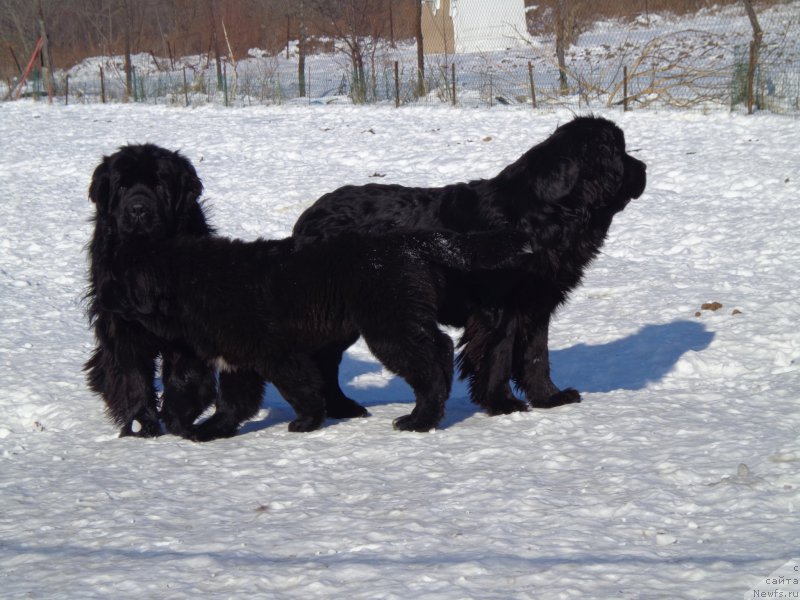 Фото: ньюфаундленд Супер Премиум Нао Дел Трато, ньюфаундленд Супер Премиум Немессис, ньюфаундленд Викториус Смайл