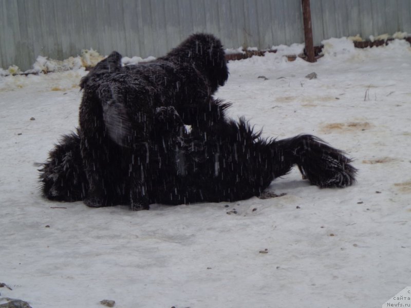 Фото: ньюфаундленд Супер Премиум Нао Дел Трато, ньюфаундленд Викториус Смайл