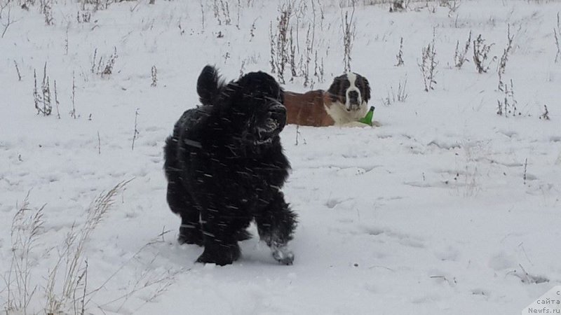 Фото: ньюфаундленд Жасмин Северный Каприз из Медвежьего Яра (Zhasmine Severny Caprice iz Medvejyego Yara)