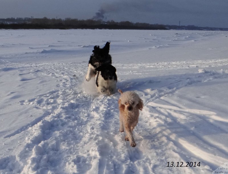 Фото: ньюфаундленд Беатрис Бьютифул от Сибирского Медведя