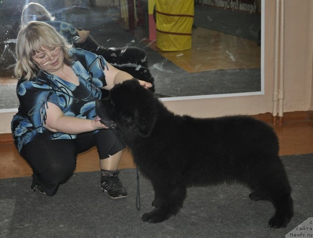Фото: ньюфаундленд Назар Вятский Медведь (Nazar Vyatskiy Medved)