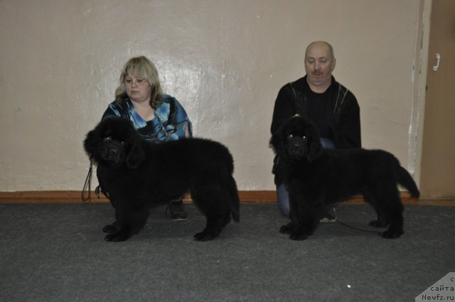 Фото: ньюфаундленд Назар Вятский Медведь (Nazar Vyatskiy Medved), ньюфаундленд Николь Красавица Вятки