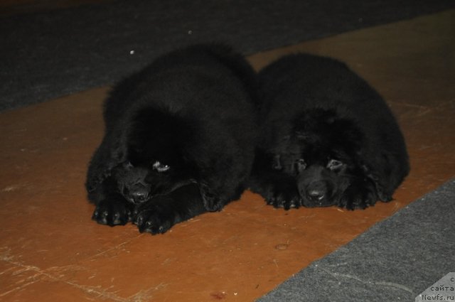 Фото: ньюфаундленд Назар Вятский Медведь (Nazar Vyatskiy Medved), ньюфаундленд Николь Красавица Вятки