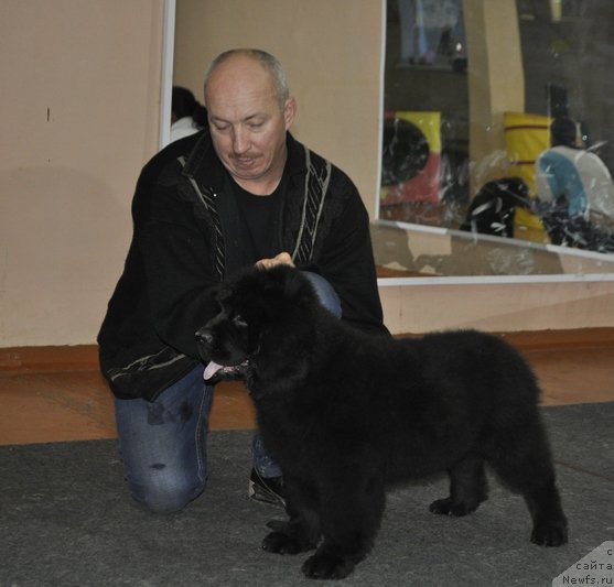 Фото: ньюфаундленд Николь Красавица Вятки
