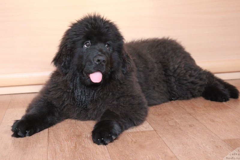 Фотография № 170217