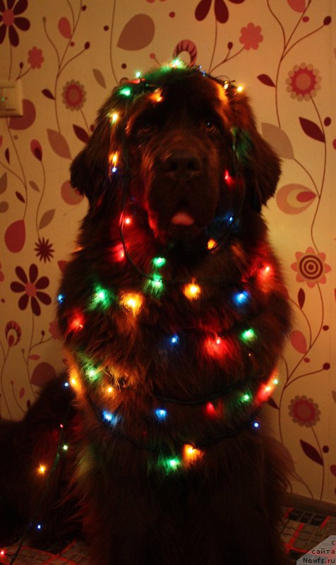 Фото: ньюфаундленд Черный Шарм Ангельская Красота (Chernyi Sharm Angel'skaya Krasota)