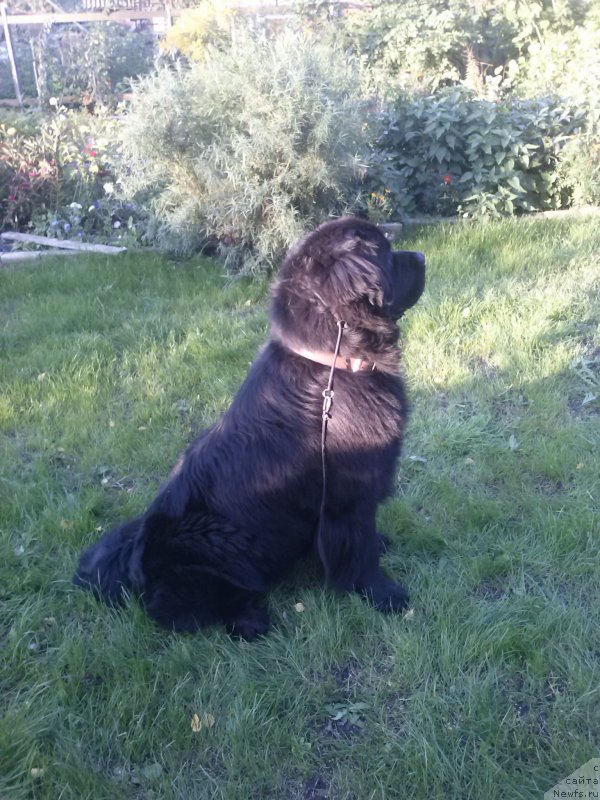 Фото: ньюфаундленд Дар Свезы Сии Энд Эдмире