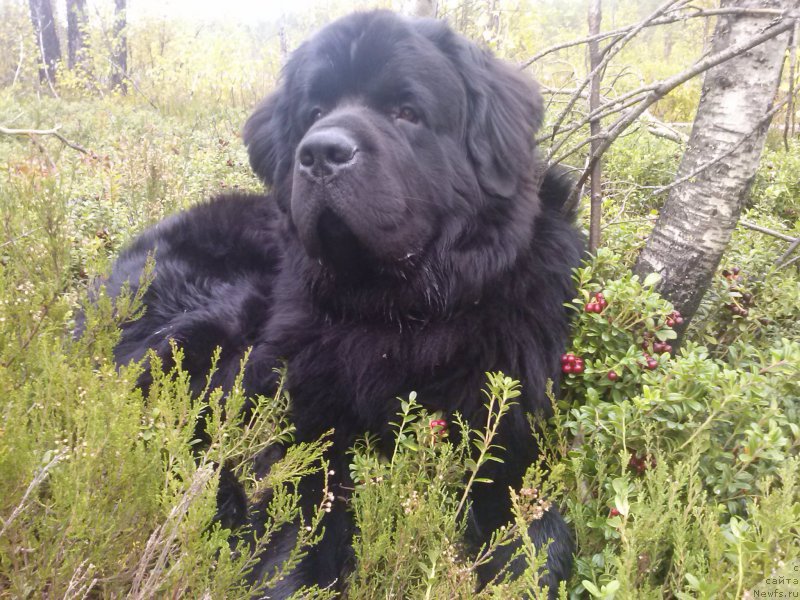 Фото: ньюфаундленд Дар Свезы Сии Энд Эдмире