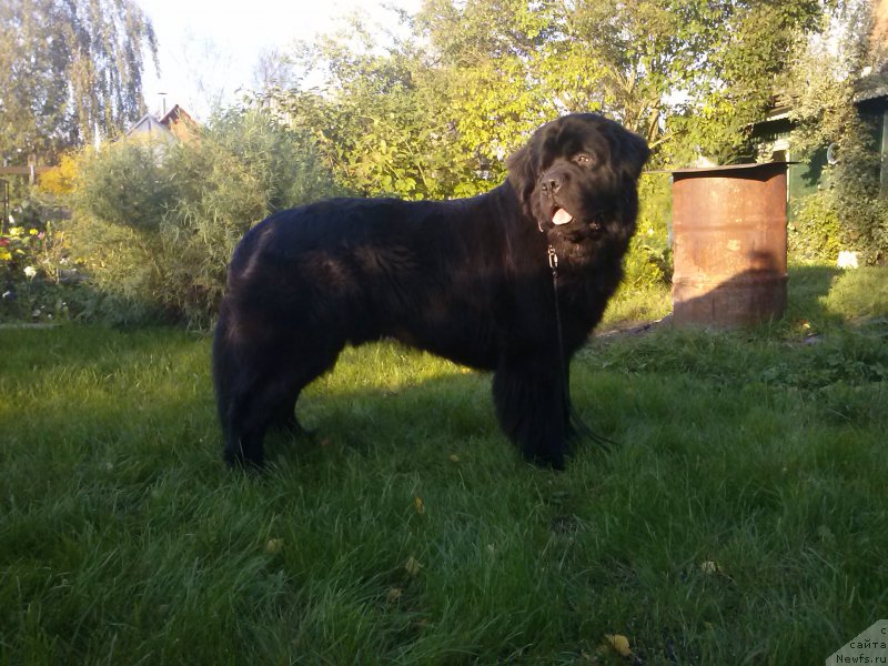 Фото: ньюфаундленд Дар Свезы Сии Энд Эдмире