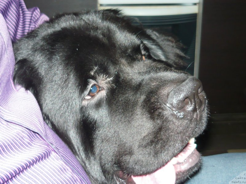 Фото: ньюфаундленд Дар Свезы Сии Энд Эдмире