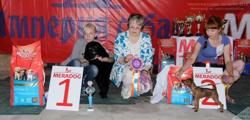 Фото: ньюфаундленд Дар Свезы Сии Энд Эдмире