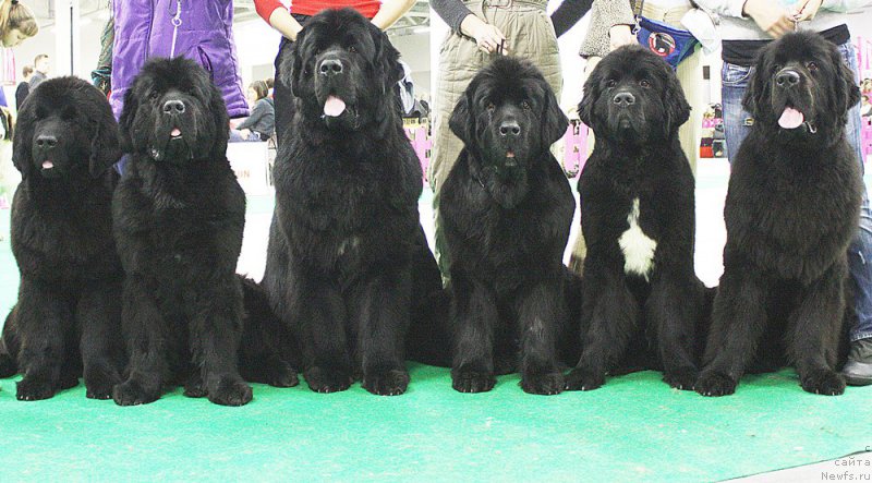 Фотография № 170285