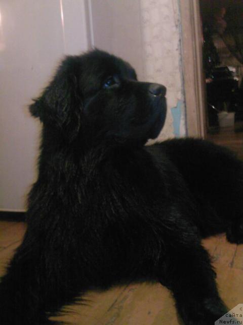 Фото: ньюфаундленд Утренняя Звезда Аврора