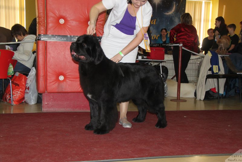 Фото: ньюфаундленд Аквиан Сонг Лаватера (Akvian Song Lavatera)