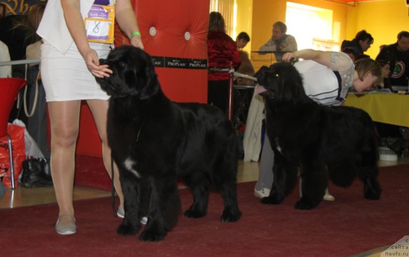 Фото: ньюфаундленд Аквиан Сонг Лаватера (Akvian Song Lavatera)