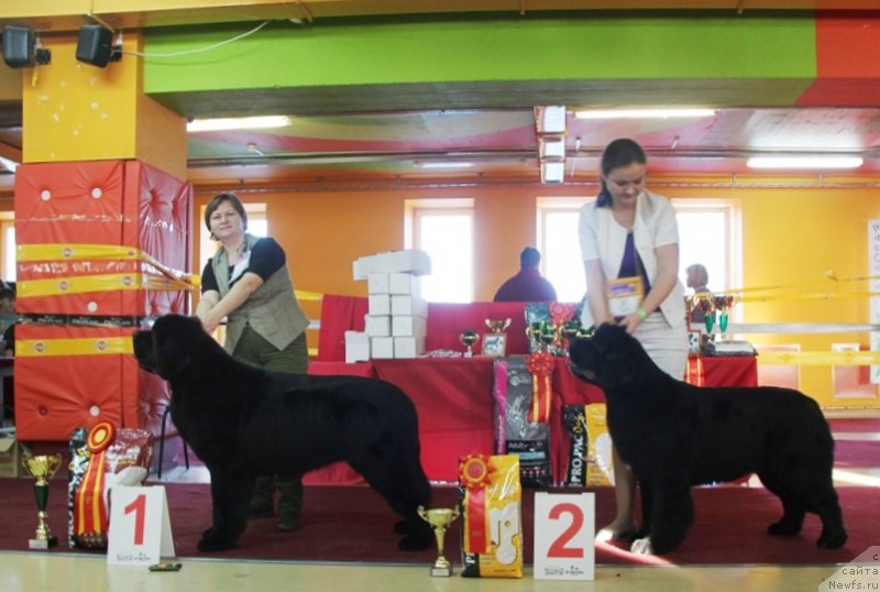 Фото: ньюфаундленд Аквиан Сонг Ларс Бергер (Akvian Song Lars Berger), ньюфаундленд Аквиан Сонг Лаватера (Akvian Song Lavatera)