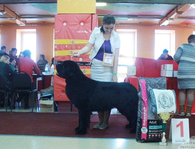 Фото: ньюфаундленд Аквиан Сонг Ларс Бергер (Akvian Song Lars Berger)