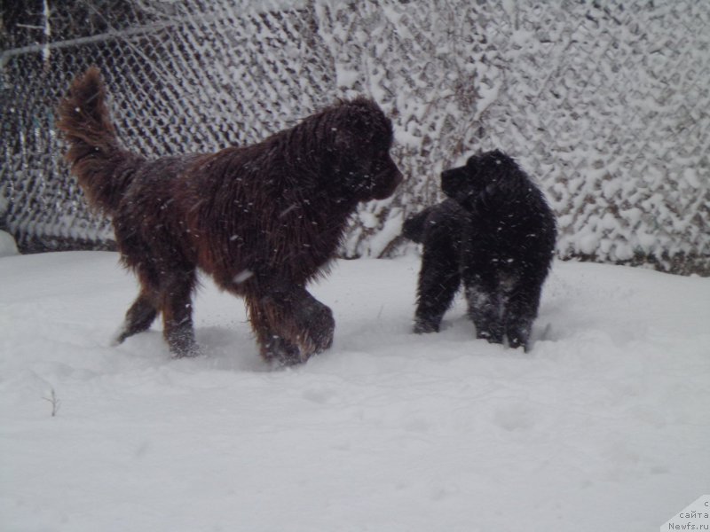 Фото: ньюфаундленд Ньюфорт Ю'Северино, ньюфаундленд Викториус Смайл