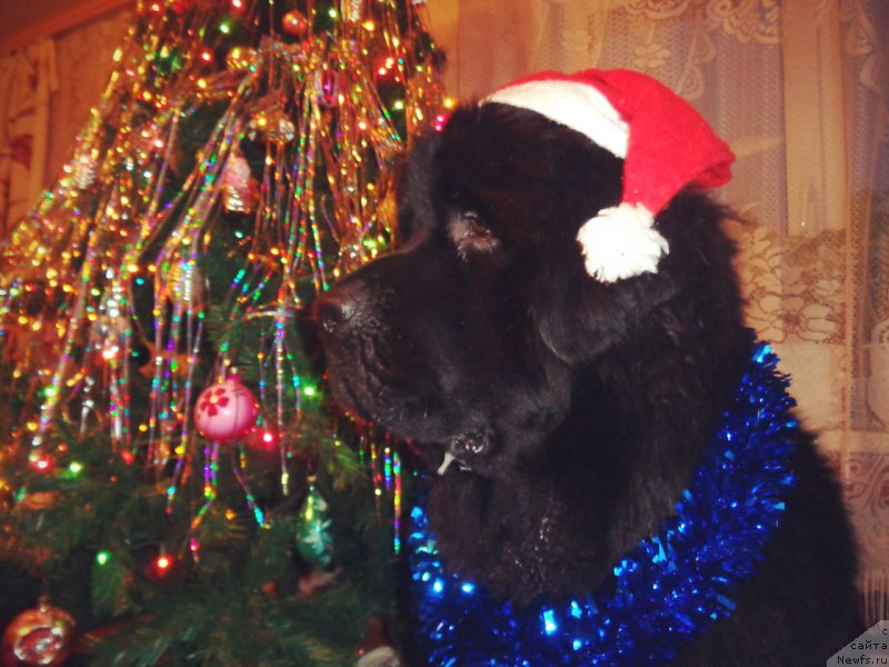 Фото: ньюфаундленд Потап Олан