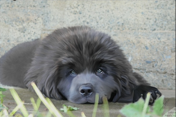 Фотография № 170343