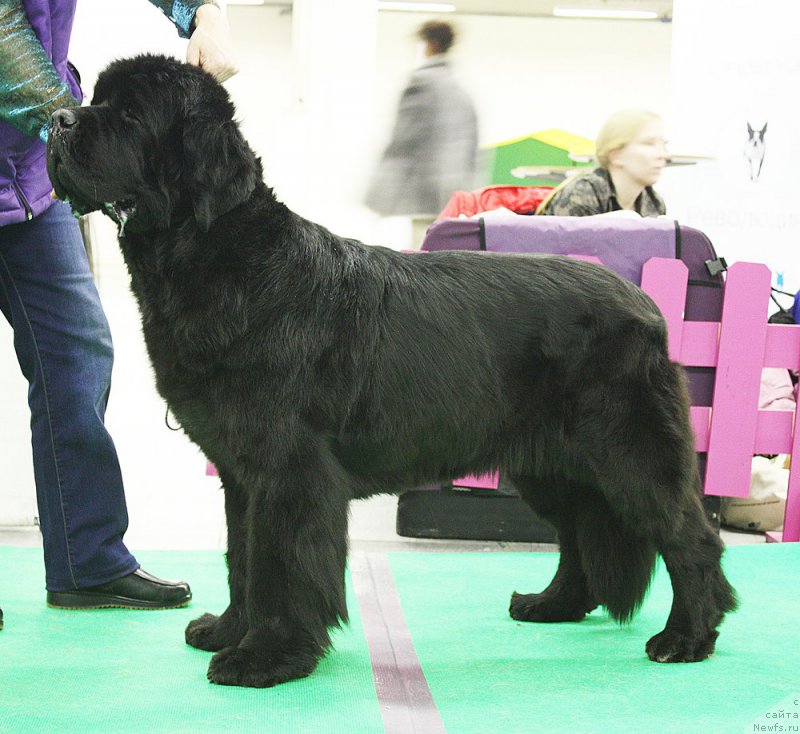 Фото: ньюфаундленд Бегущая по Волнам Зефирин Друэн (Beguschaya po Volnam Zephirine Drouhin)