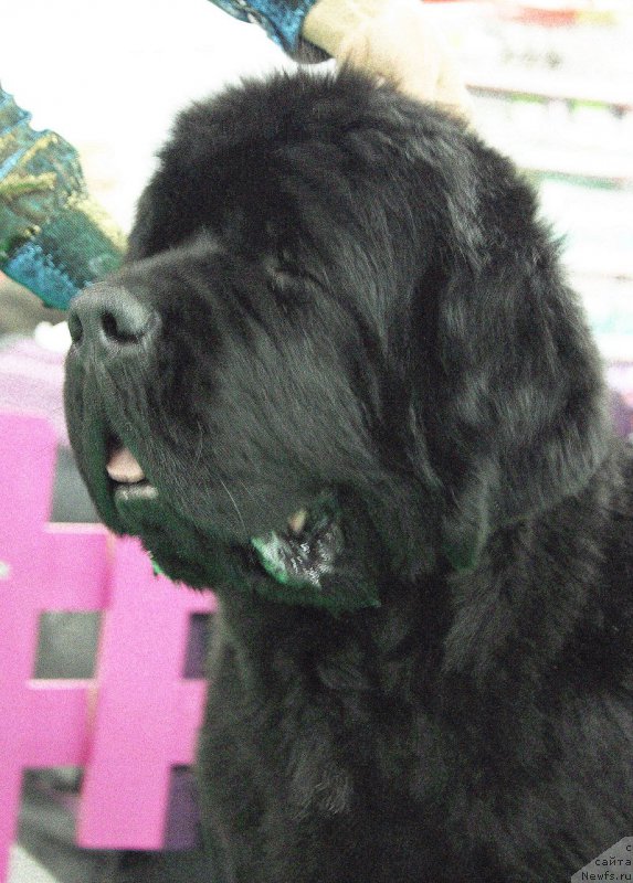 Фото: ньюфаундленд Бегущая по Волнам Зефирин Друэн (Beguschaya po Volnam Zephirine Drouhin)