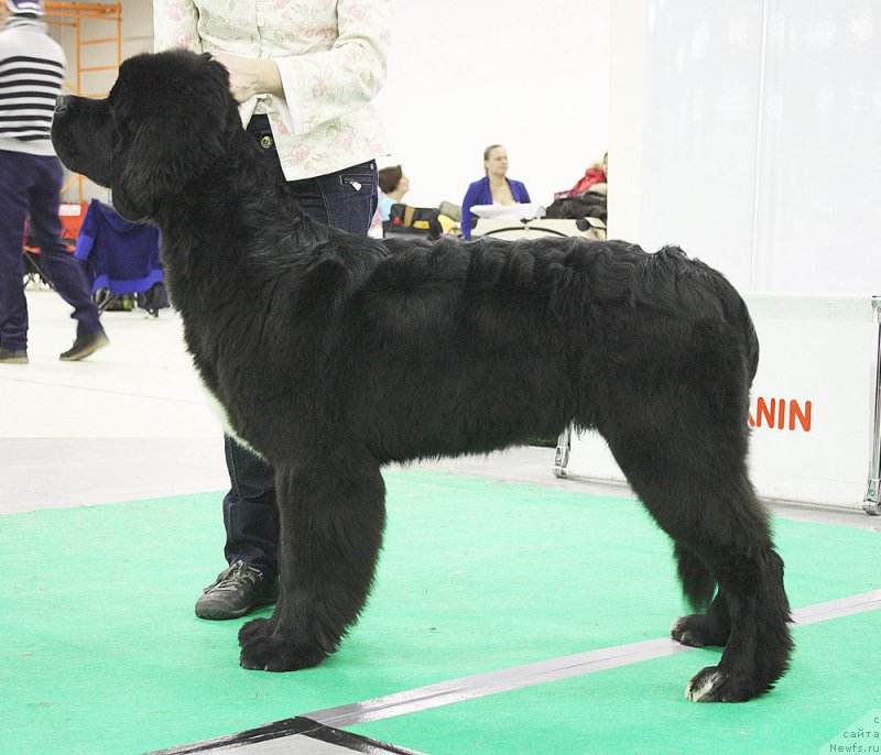 Фото: ньюфаундленд Бегущая по Волнам Чарт Топпер (Beguschaya po Volnam Сhart Topper)