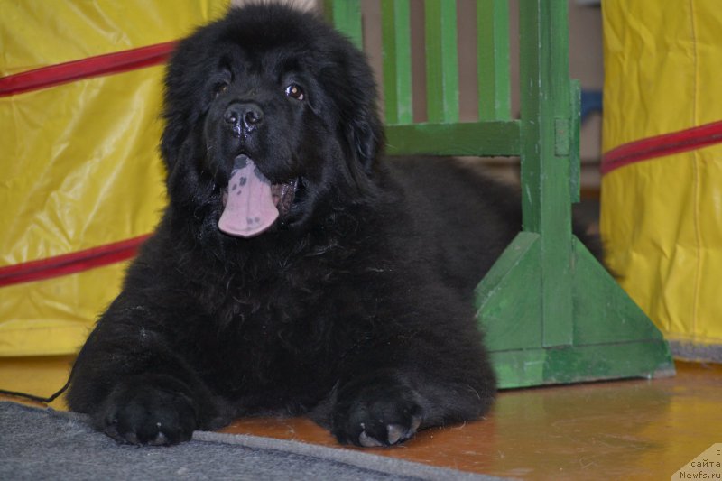 Фотография № 170364