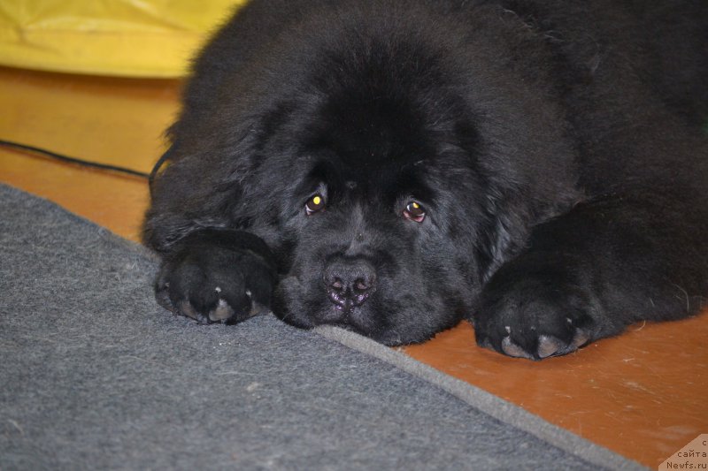 Фотография № 170365