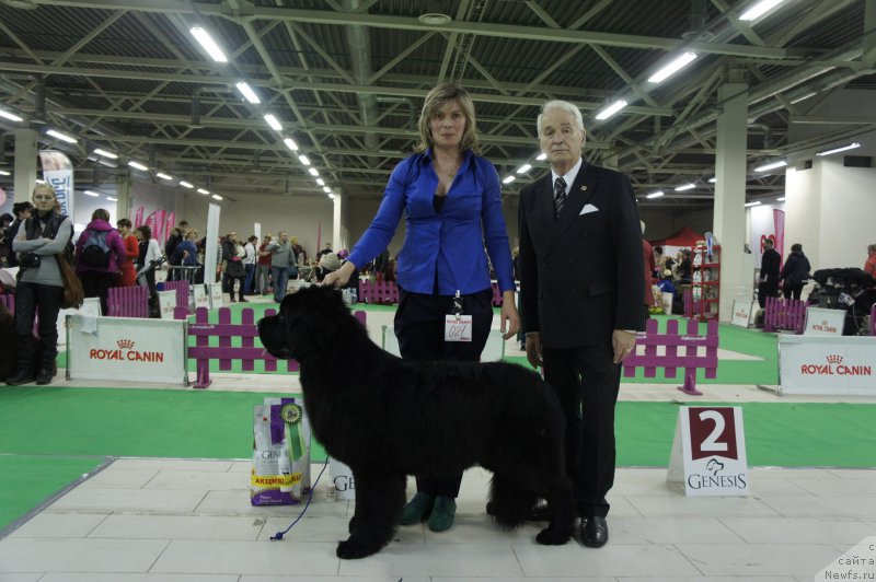 Фото: ньюфаундленд Смигар Тайм Лайн (Smigar Time Line)