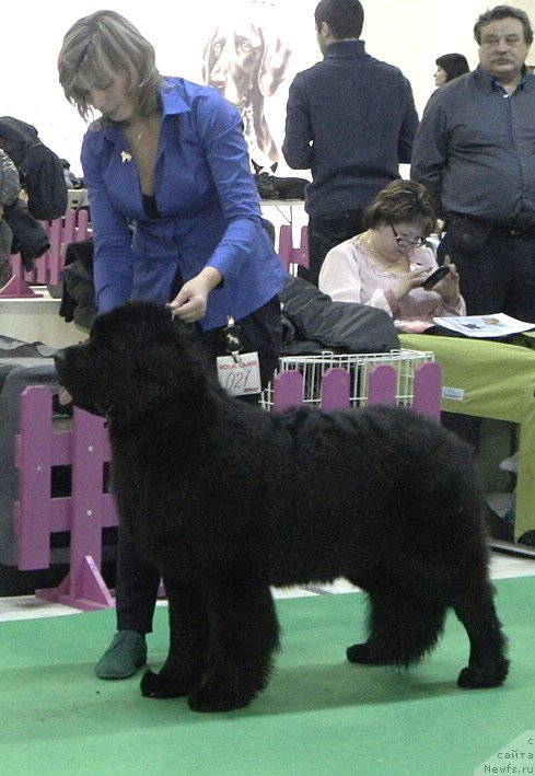 Фото: ньюфаундленд Смигар Тайм Лайн (Smigar Time Line)