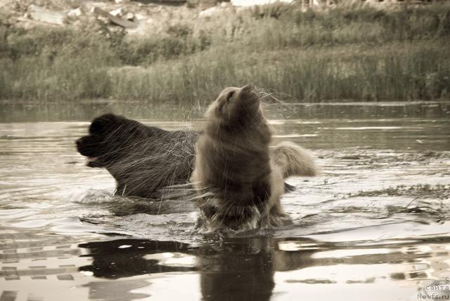 Фото: ньюфаундленд Лесная Сказка Изольда