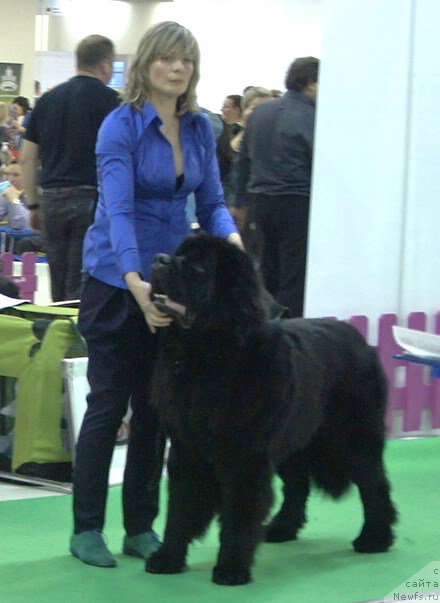 Фото: ньюфаундленд Смигар Ливерпульский Четвертак (Smigar Liverpulsiy Chetvertak)