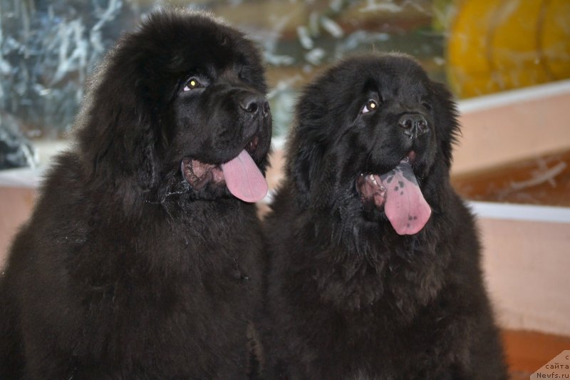 Фото: ньюфаундленд Назар Вятский Медведь (Nazar Vyatskiy Medved), ньюфаундленд Многоликая Богиня Манифик (Mnogolikaya Boginya Manifik)