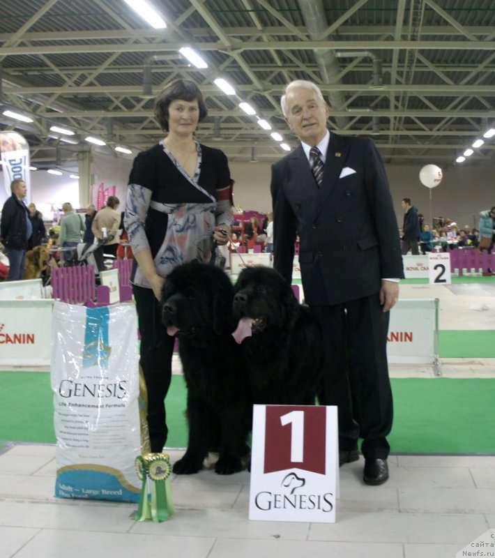 Фото: ньюфаундленд Смигар Гордон-Феллоу (Smigar Gordon Fellow), ньюфаундленд New Beothuks Gold for Smigar