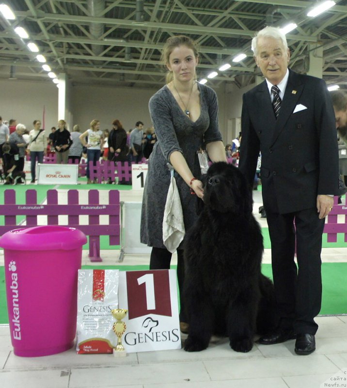 Фото: ньюфаундленд Акватория Келвин Флэш Ройал (Aquatoriya Kelvin Flash Royal)