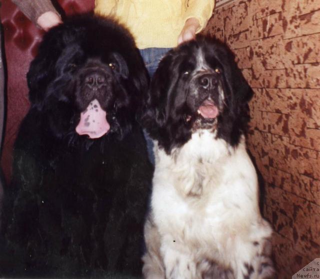 Фото: ньюфаундленд Наследник Престола от Сибирского Медведя (Naslednik Prestola ot Sibirskogo Medvedya), ньюфаундленд Стеша Шарм оф Бон Пари (Stesha Sharm of Bon Pari)