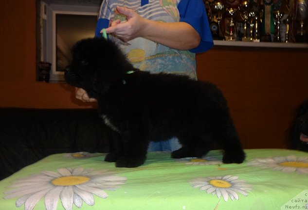 Фото: ньюфаундленд Ньюфорт Царица Ночи