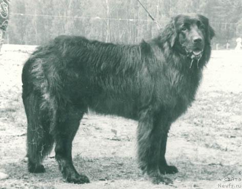 Фото: ньюфаундленд Нэтти Дин Сан