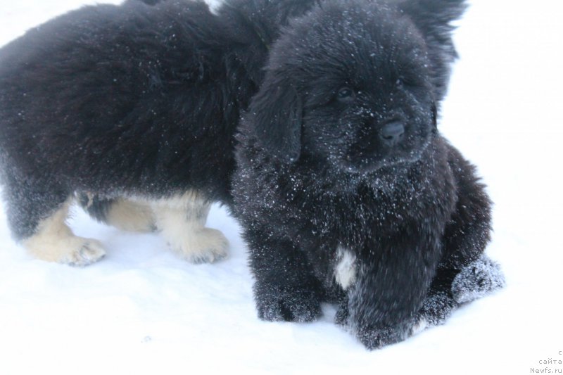 Фотография № 170406