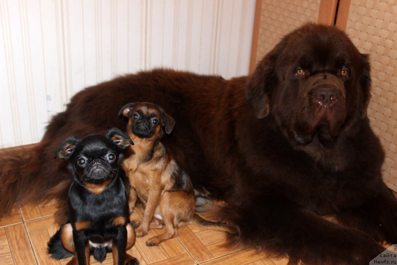 Фото: ньюфаундленд Чарли Де Бест Хелфи Пэл (Charli The Best Helfi Pel)