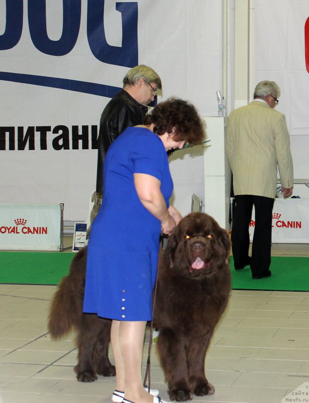 Фото: ньюфаундленд Чарли Де Бест Хелфи Пэл (Charli The Best Helfi Pel)