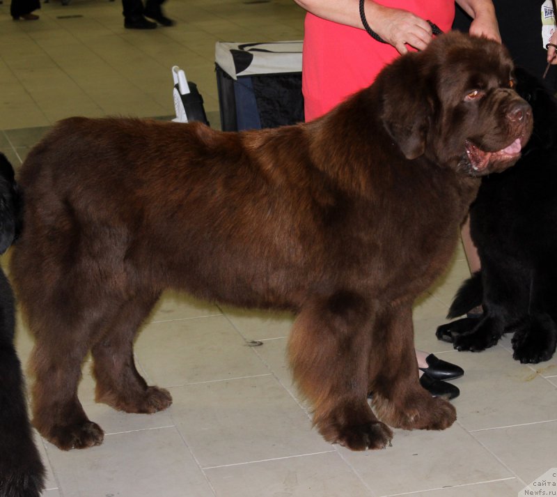 Фото: ньюфаундленд Чарли Де Бест Хелфи Пэл (Charli The Best Helfi Pel)