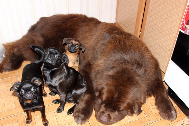 Фото: ньюфаундленд Чармер Денкам Бронз (Charmer Denkam Bronze)
