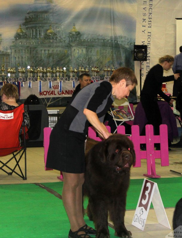 Фото: ньюфаундленд Чармер Денкам Бронз (Charmer Denkam Bronze)