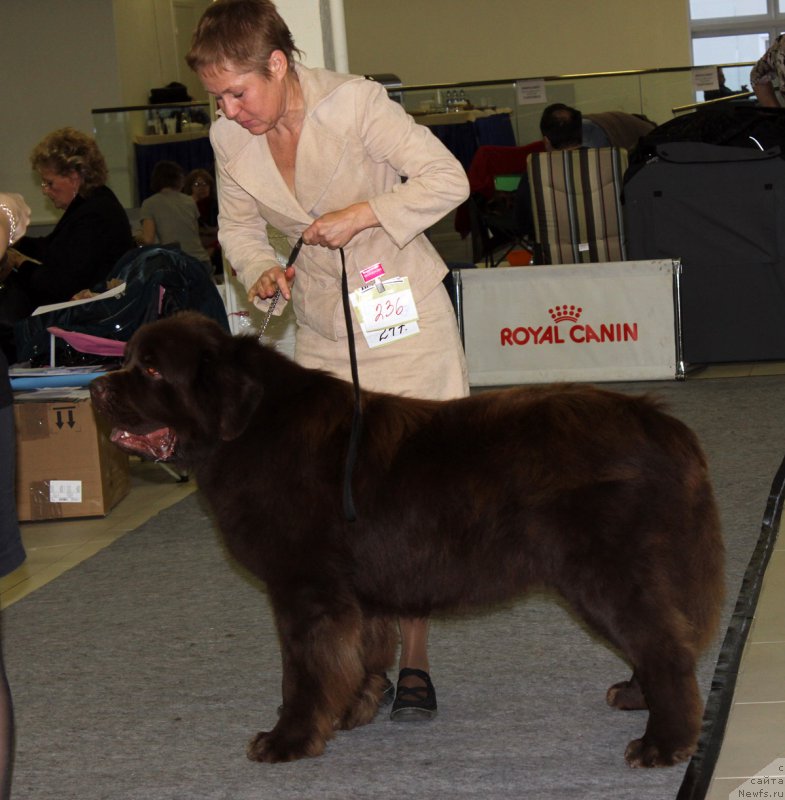 Фото: ньюфаундленд Чармер Денкам Бронз (Charmer Denkam Bronze)