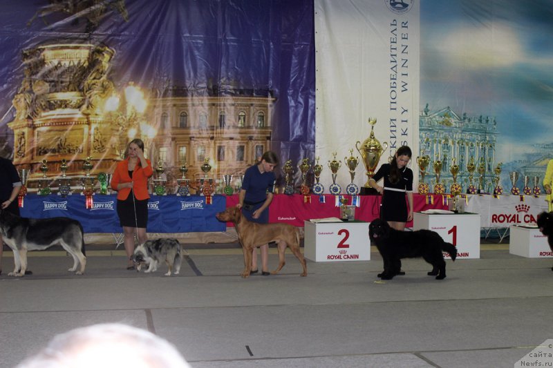 Фото: ньюфаундленд Браунблад МСК Харрикейн Хиггенс (Brownblood MSK Harricane Higgins), Мария Шмелева