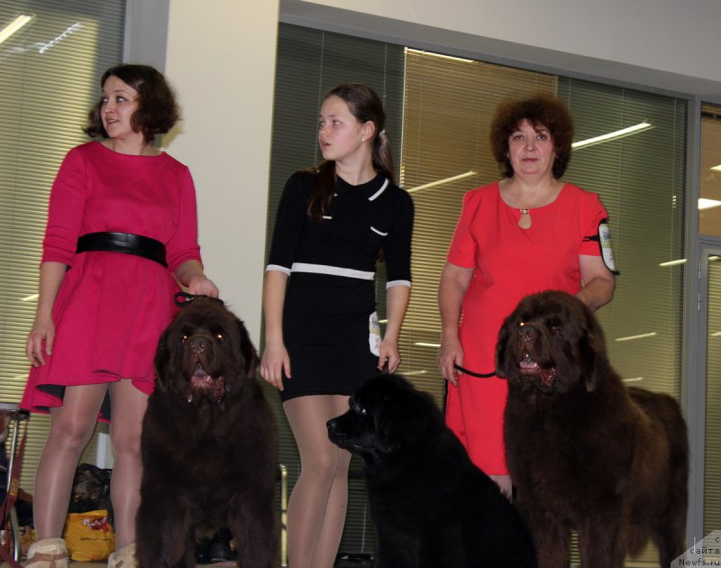 Фото: ньюфаундленд Чармер Денкам Бронз (Charmer Denkam Bronze), ньюфаундленд Браунблад МСК Харрикейн Хиггенс (Brownblood MSK Harricane Higgins), Мария Шмелева, ньюфаундленд Чарли Де Бест Хелфи Пэл (Charli The Best Helfi Pel), Елена Шмелева