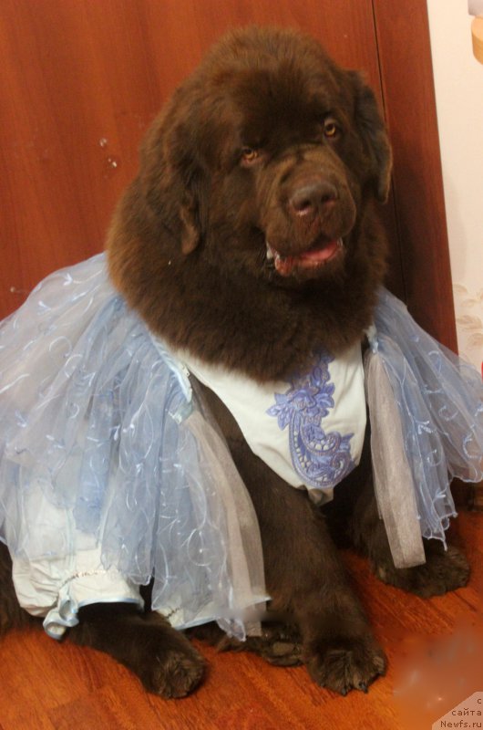 Фото: ньюфаундленд Чарли Де Бест Хелфи Пэл (Charli The Best Helfi Pel)